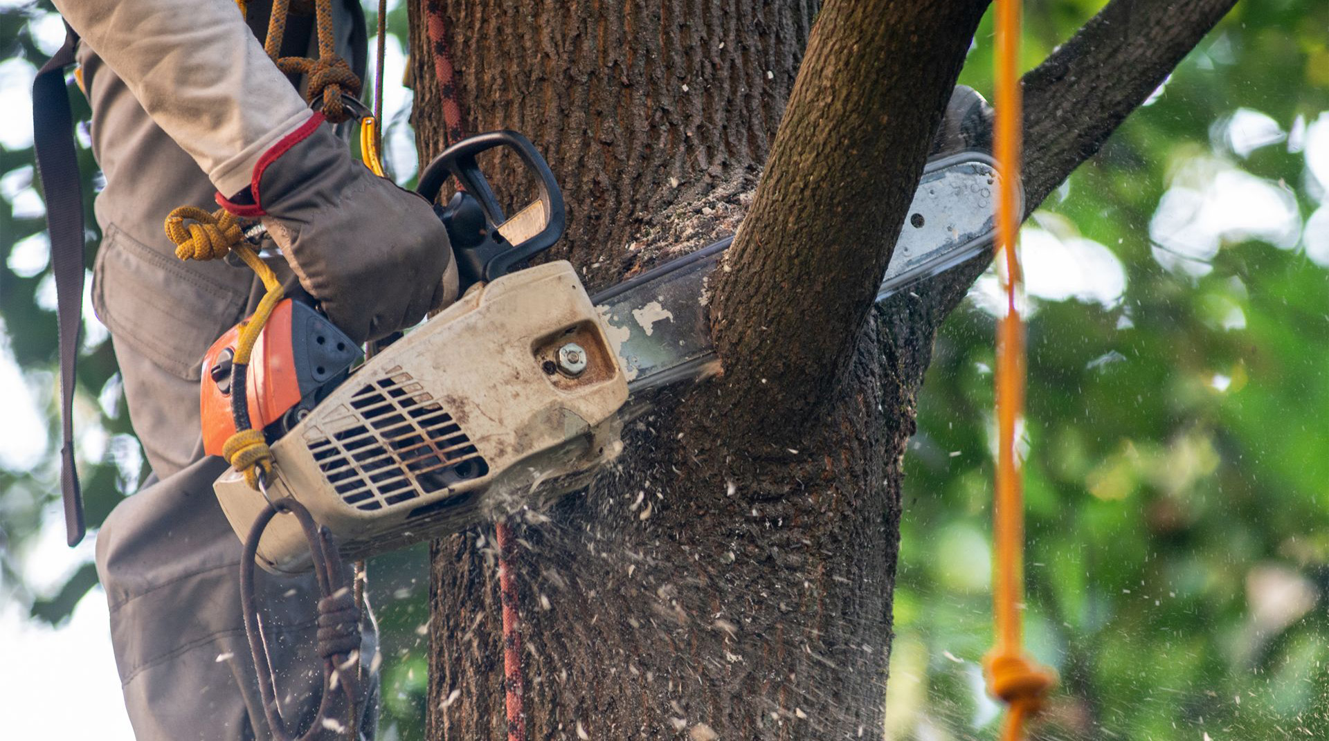 Ivy Removal - Edward Payne & Co
