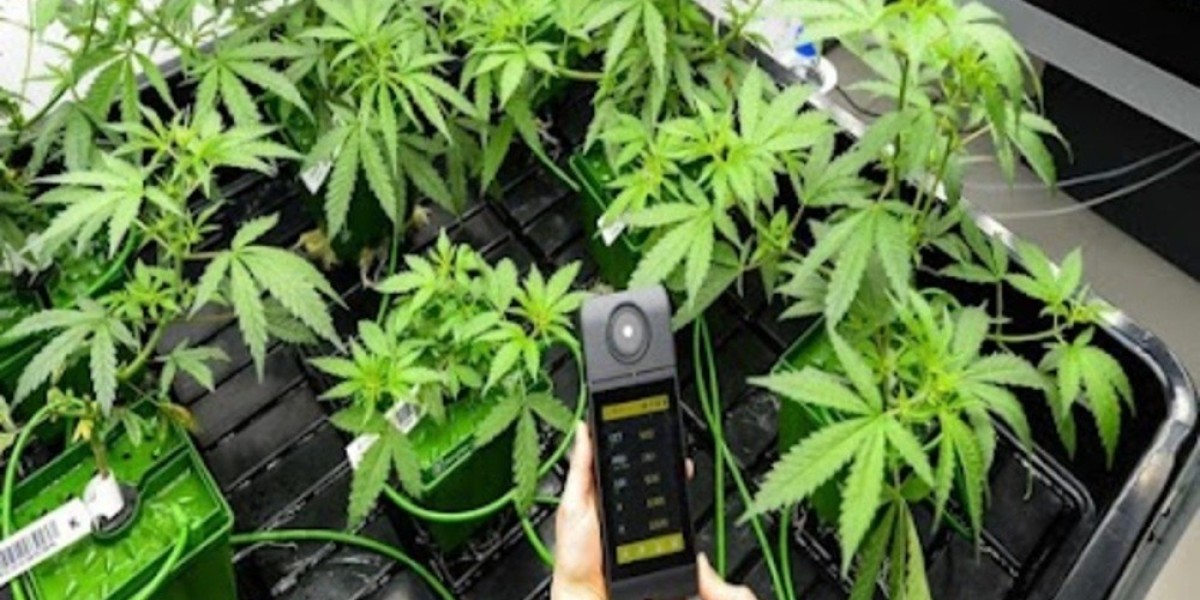 CBD Villeneuve-sur-Lot : Pourquoi Opter pour le CBD à Villeneuve-sur-Lot Pour Votre Bien-être ?