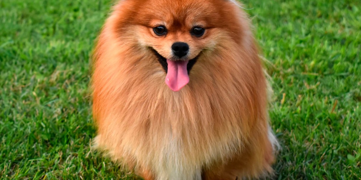How a Pomeranian Became My Peace
