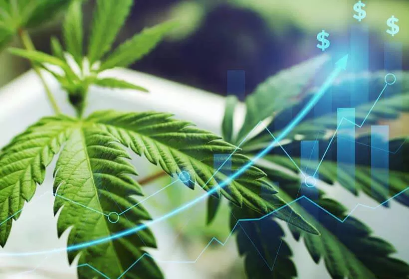 Cannabis Industry Accounting