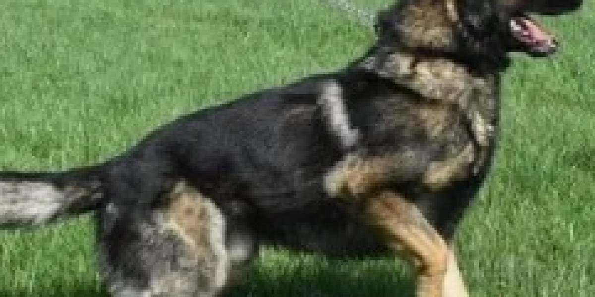 German Shepherd Security Dogs for Sale: The Ultimate Protection Companion