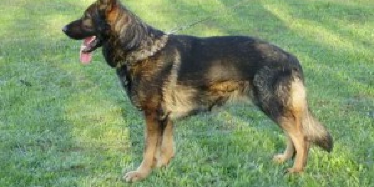 Protection Dogs for Sale: The Ultimate Guide to Choosing the Right Guardian for Your Home and Family