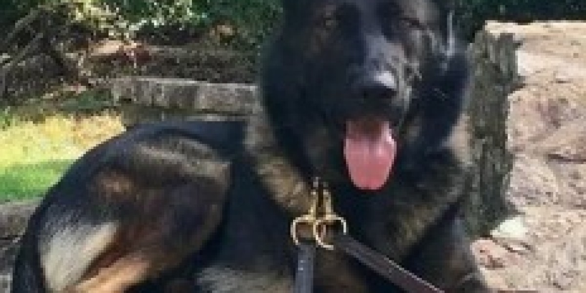 Protection Trained German Shepherd for Sale: Your Ultimate Guide