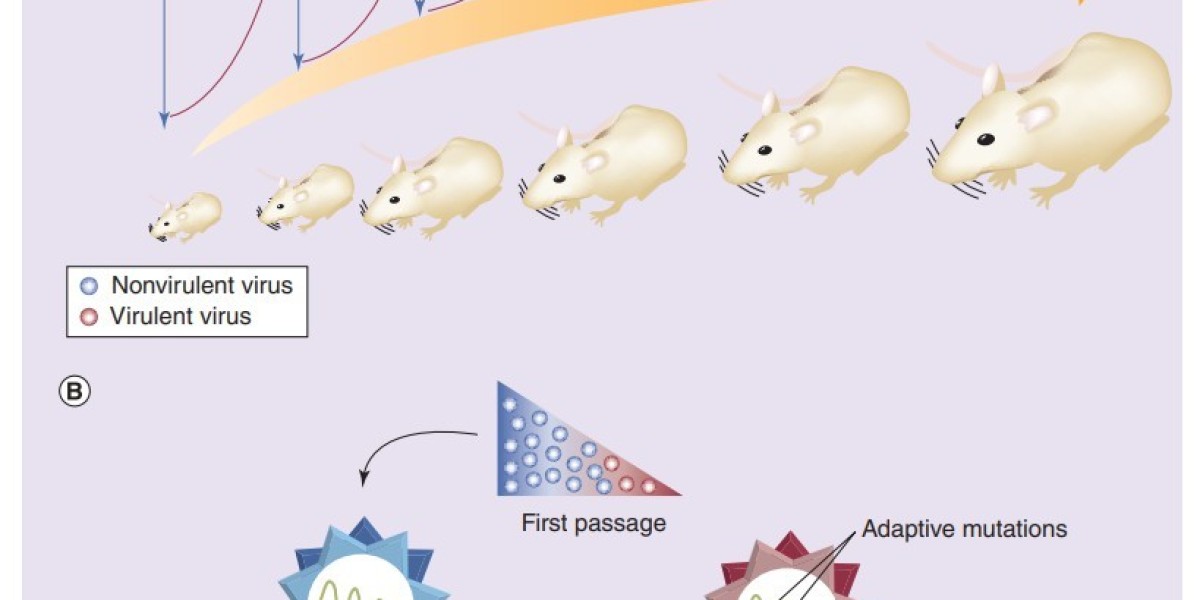 Dengue Virus Mouse Models to Accelerate Antiviral and Vaccine Development