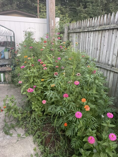 Colorful flowers growing beside a path in Jojo's garden