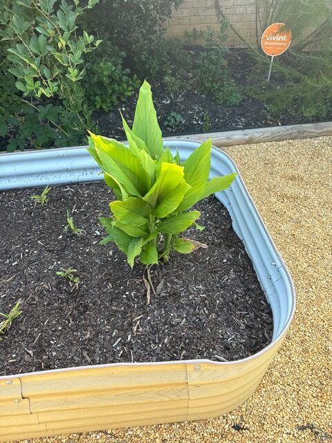 Upright leafy plant in Jojo's raised garden bed