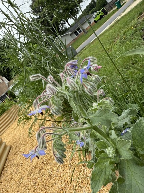 Blue star-shaped borage flowers above softly hairy green leaves