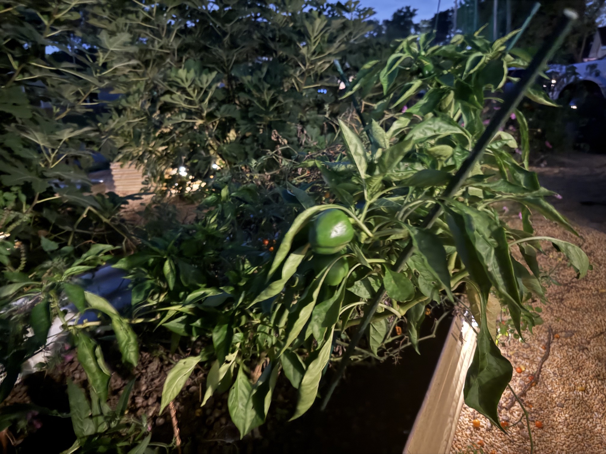Green peppers growing on a pepper plant in a raised garden bed