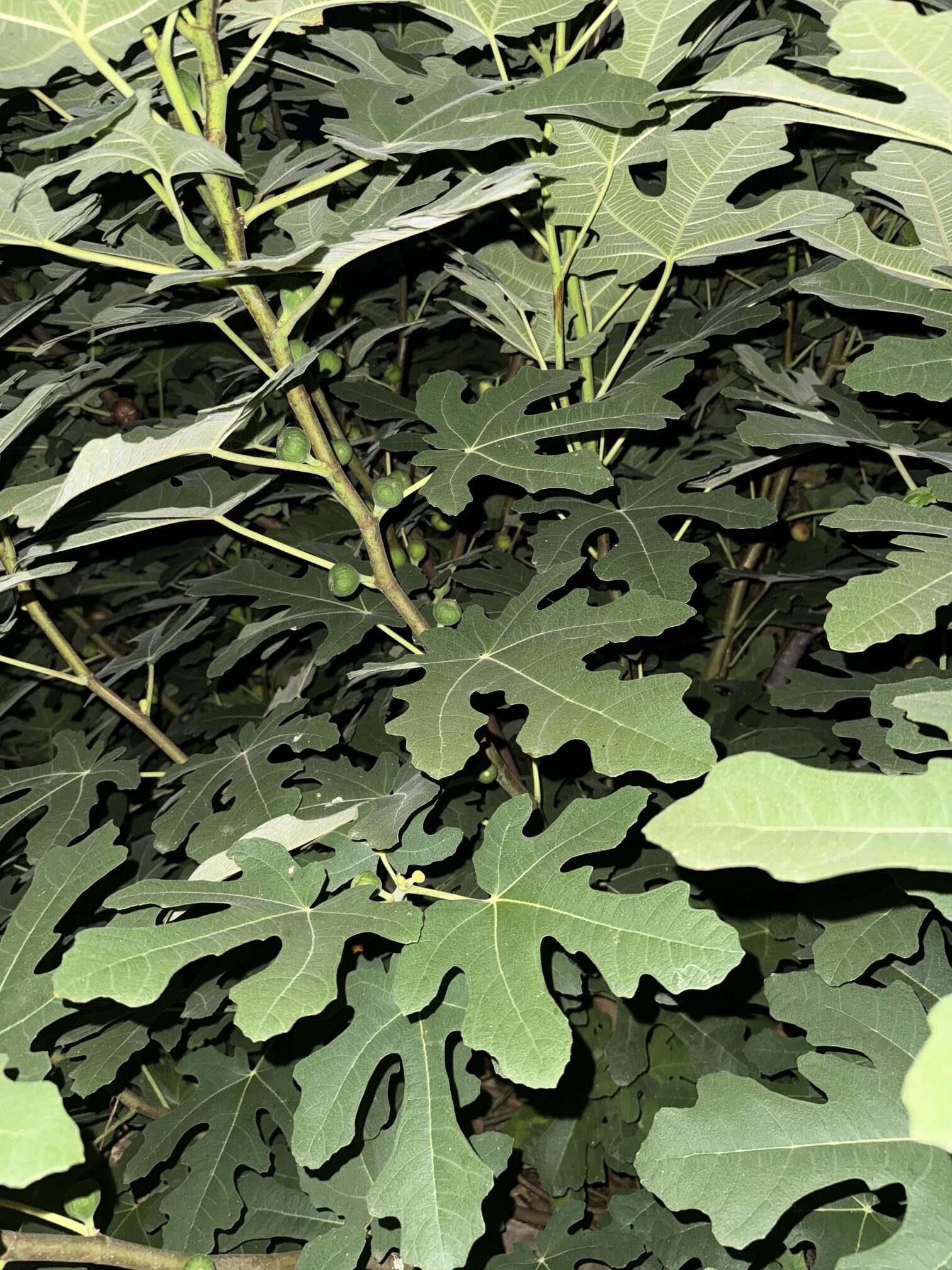 Green figs growing among lobed fig-tree leaves